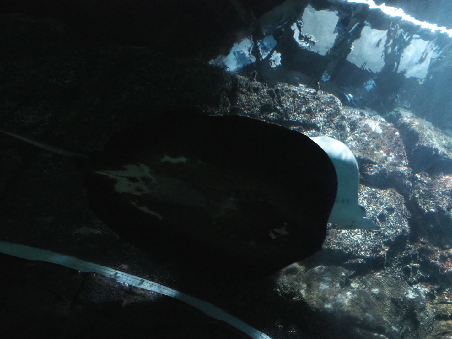 Mangrove whipray (Himantura granulata) and Spotted eagle ray (Aetobatus narinari), Sep 16th, 2018