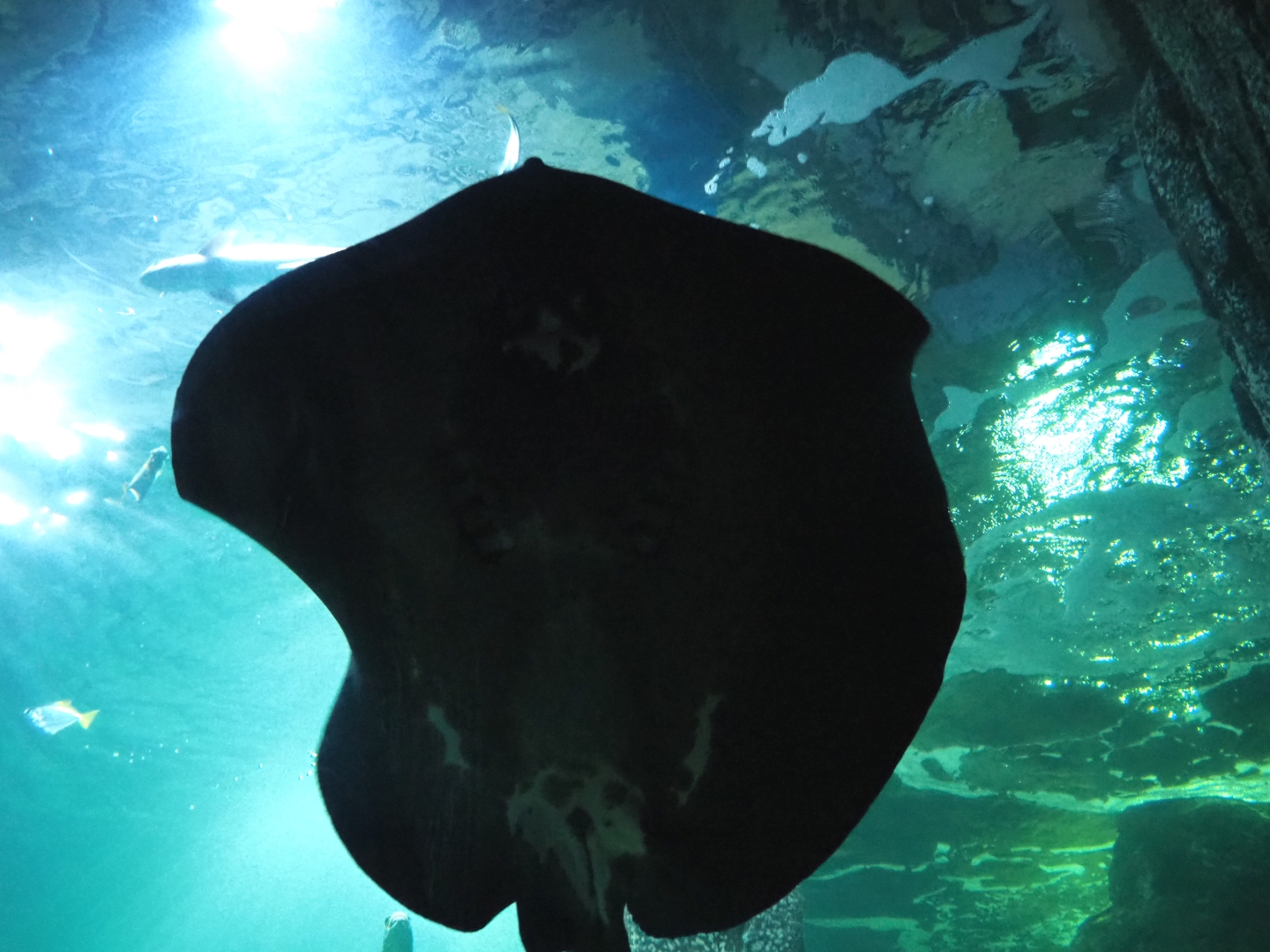 Mangrove whipray (Himantura granulata), Sep 16th, 2018