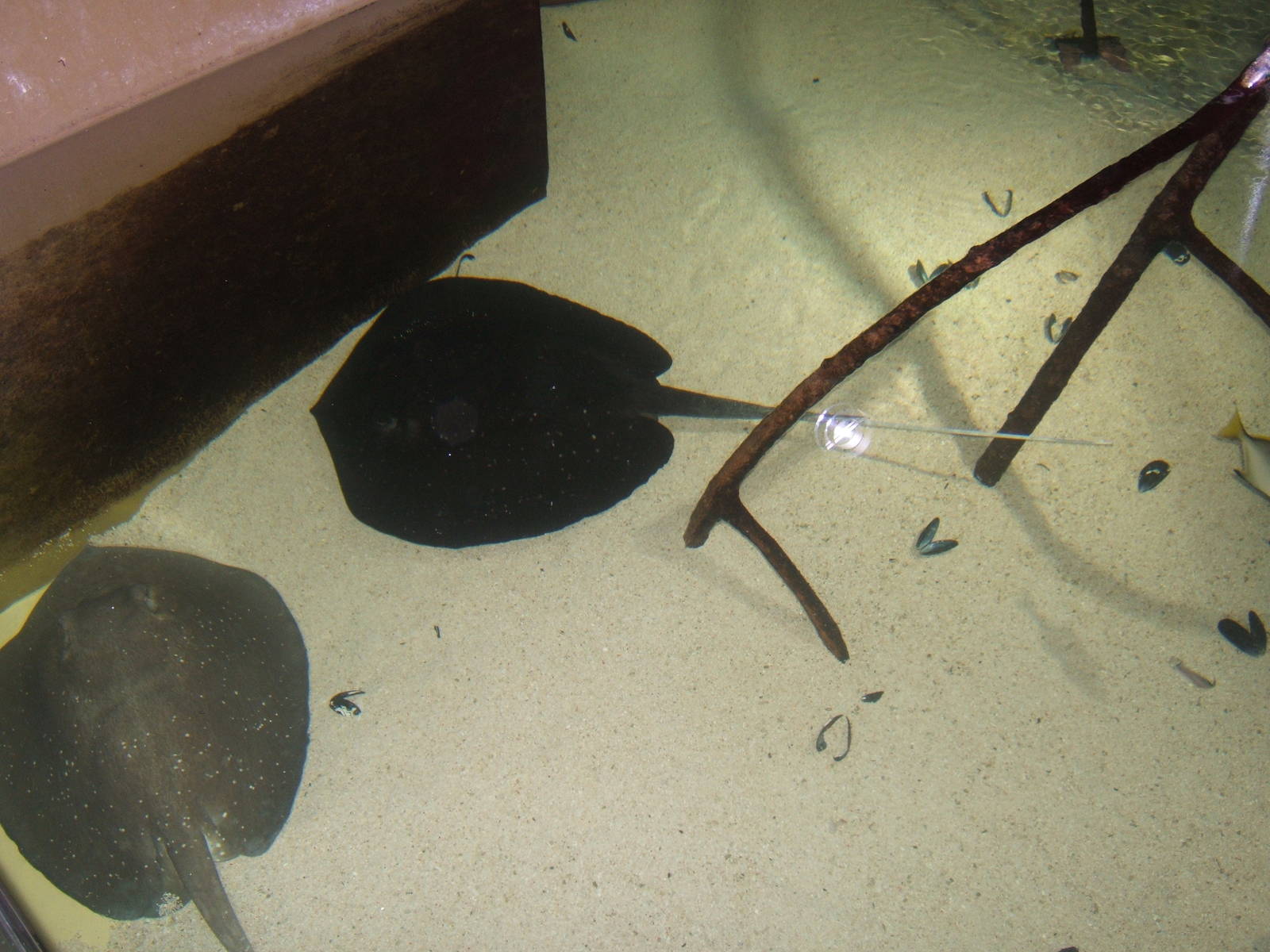 Mangrove Whipray (Himantura granulata)