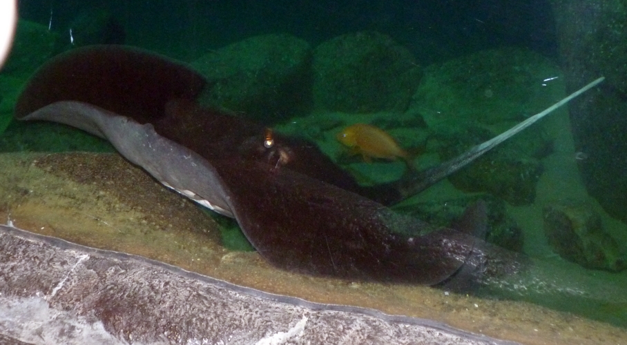Mangrove whipray (Himantura granulata)