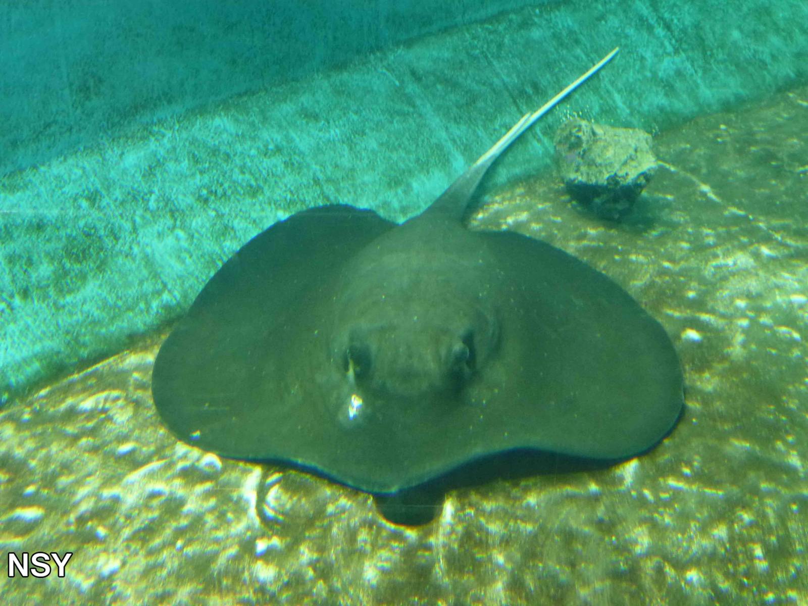 Mangrove whipray, June 2013.