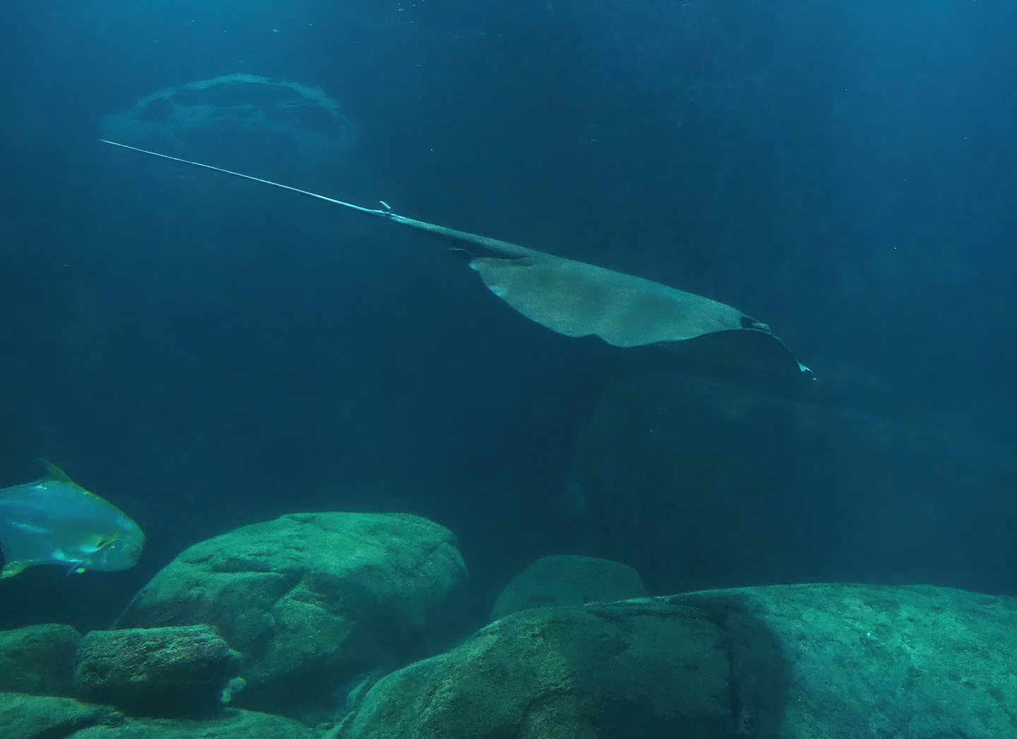 Mangrove whipray (Urogymnus granulatus), 2023-10-07