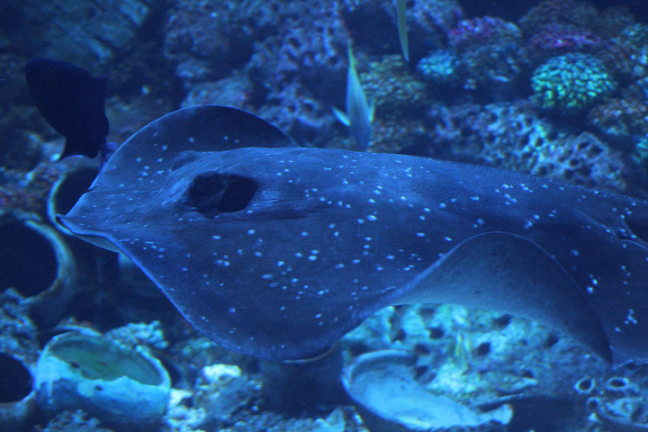 Mangrove whipray (Urogymnus granulatus) - BXSea