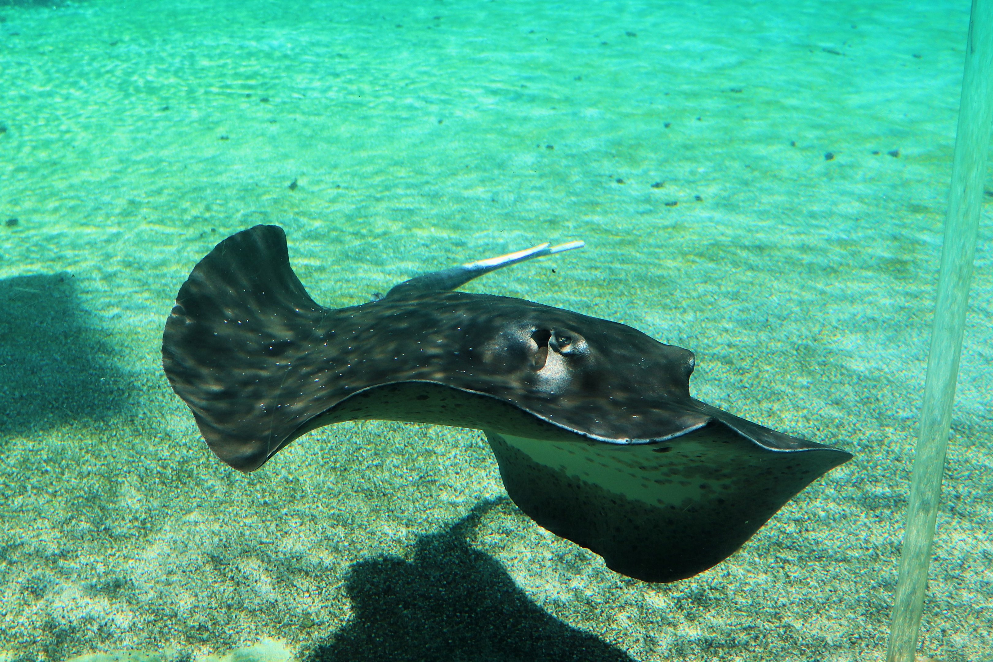 Mangrove Whipray (Urogymnus granulatus)