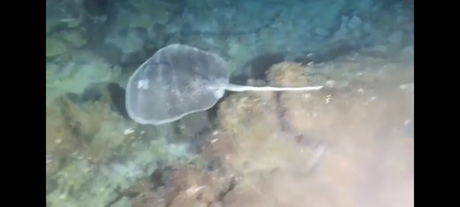 Mangrove whipray (Urogymnus granulatus)