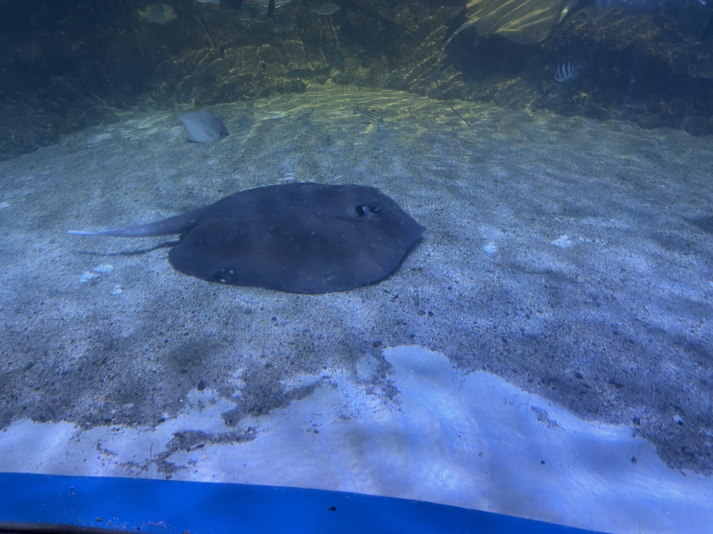 mangrove whipray (urogymnus granulatus)