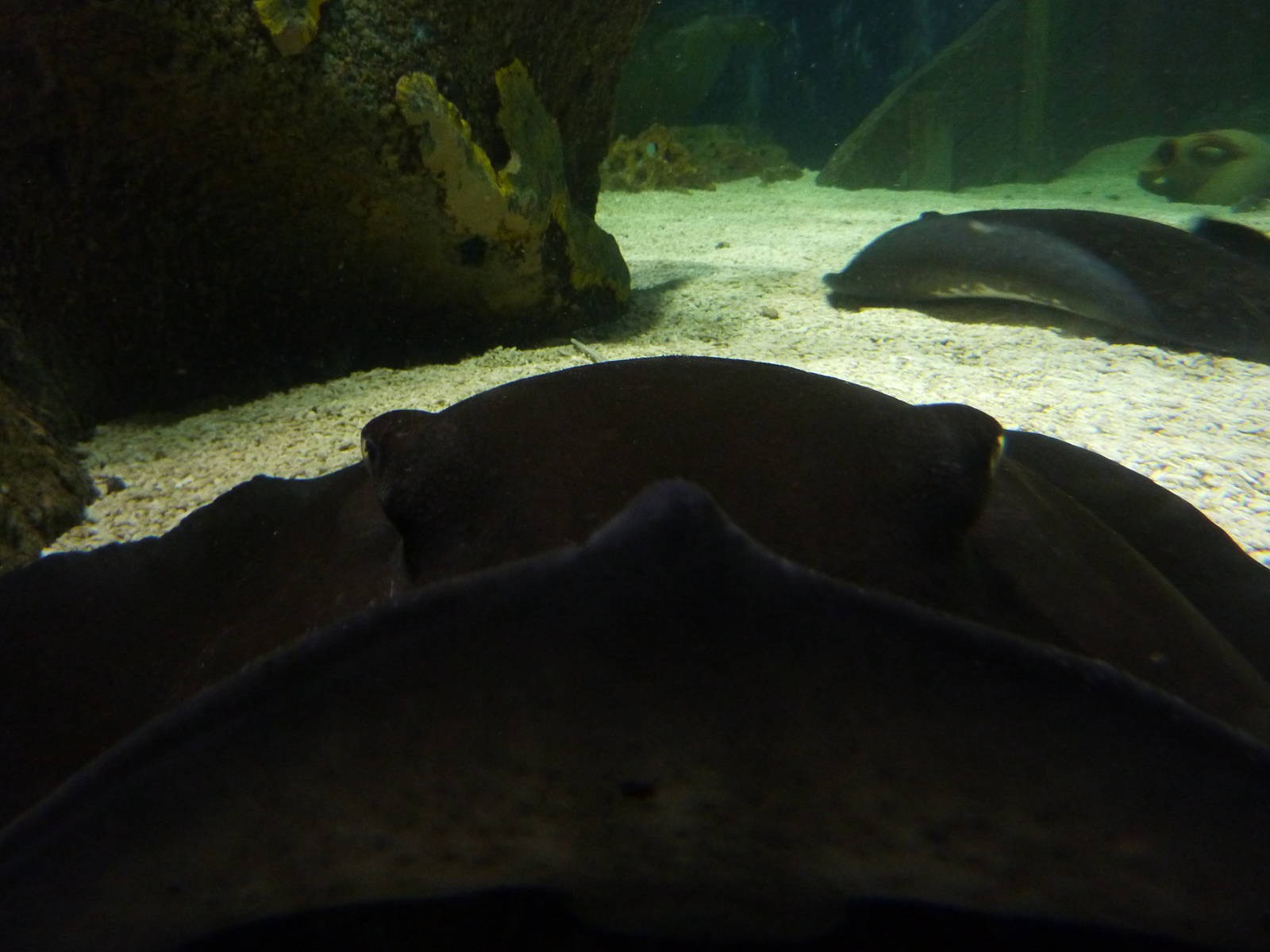 Mangrove whiprays, 8th Feb 2012