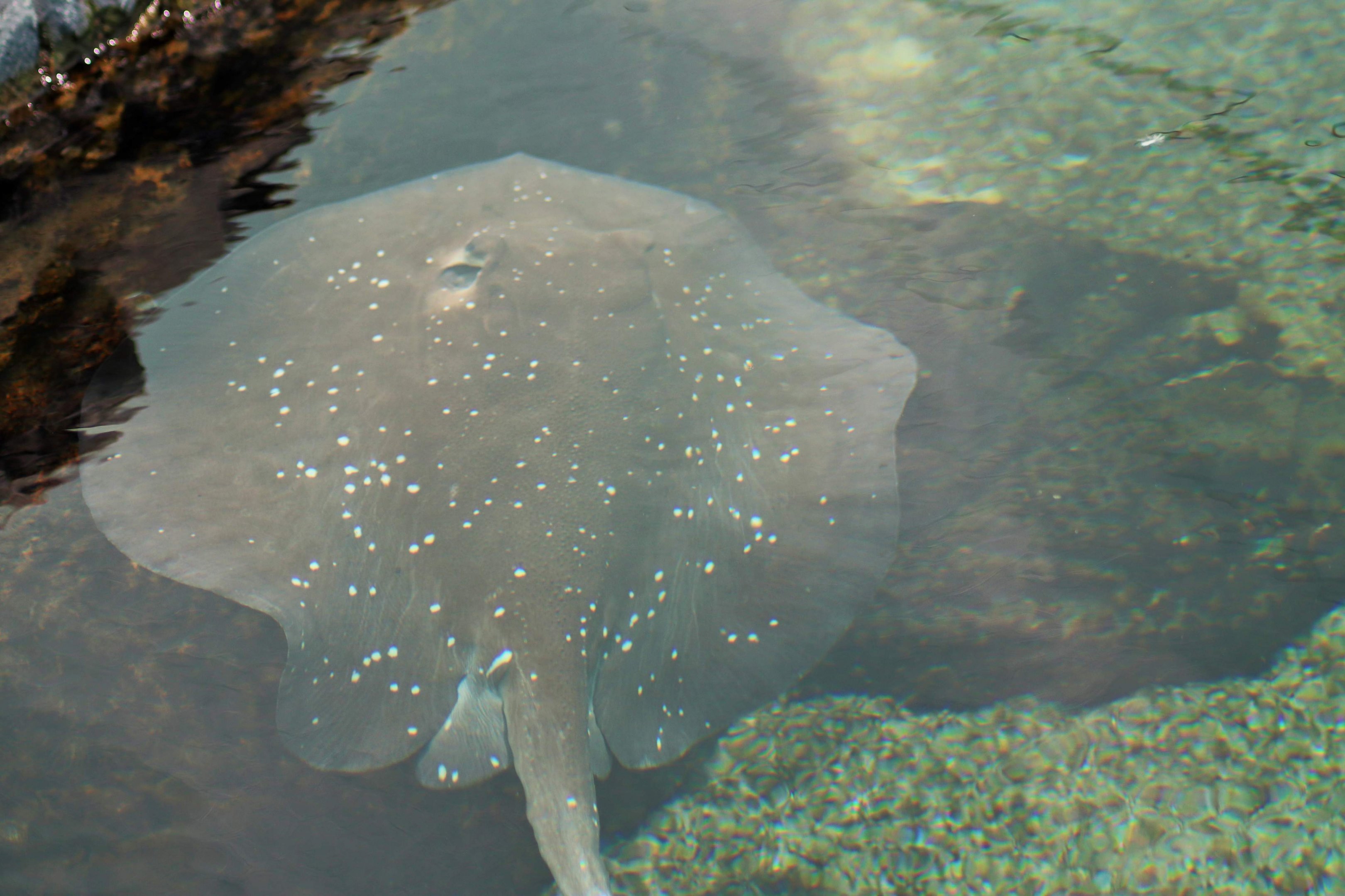 Mangrove Whiptail Ray (Himantura granulata)
