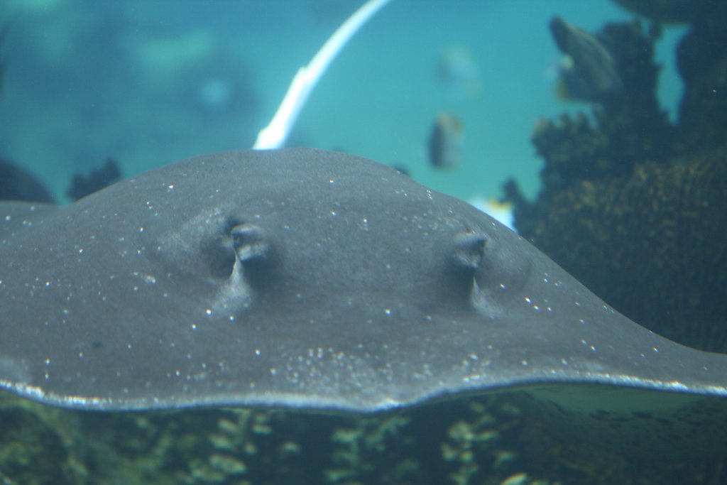 Mangrove Whiptail Ray