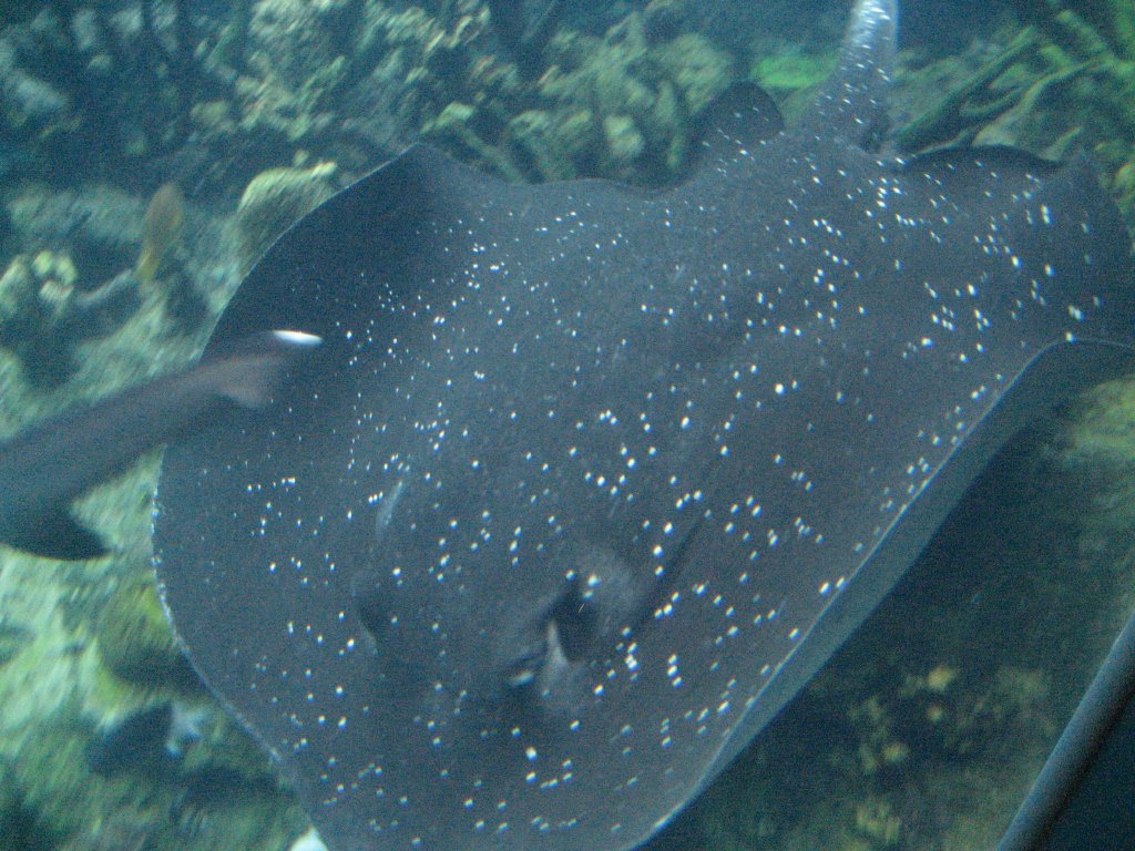 Mangrove Whiptail Ray