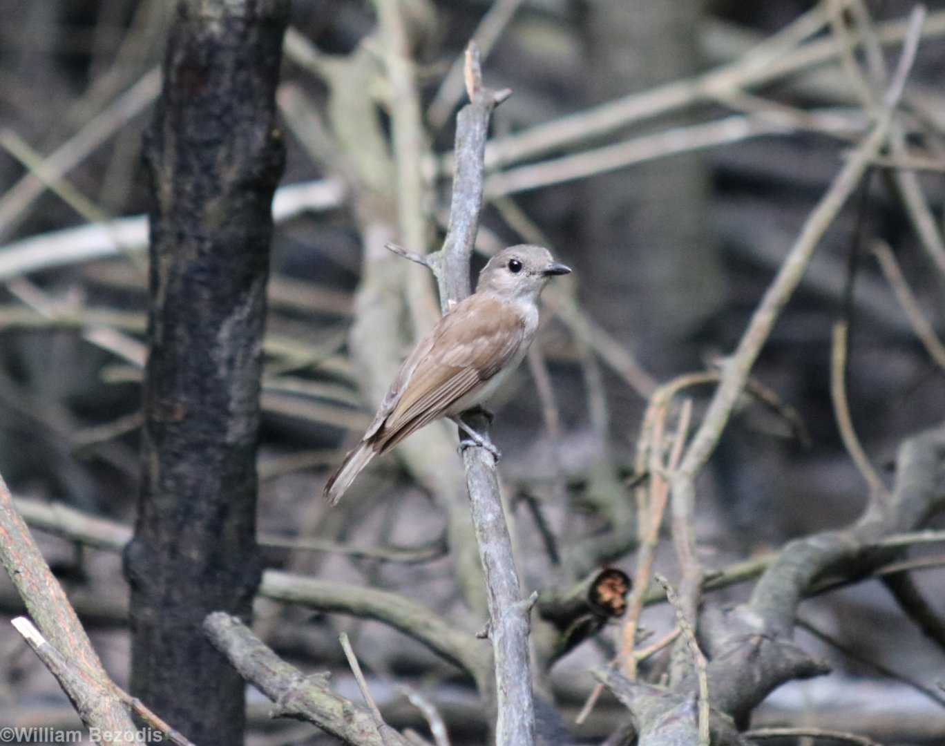 Mangrove Whistler - Kuala Selangor
