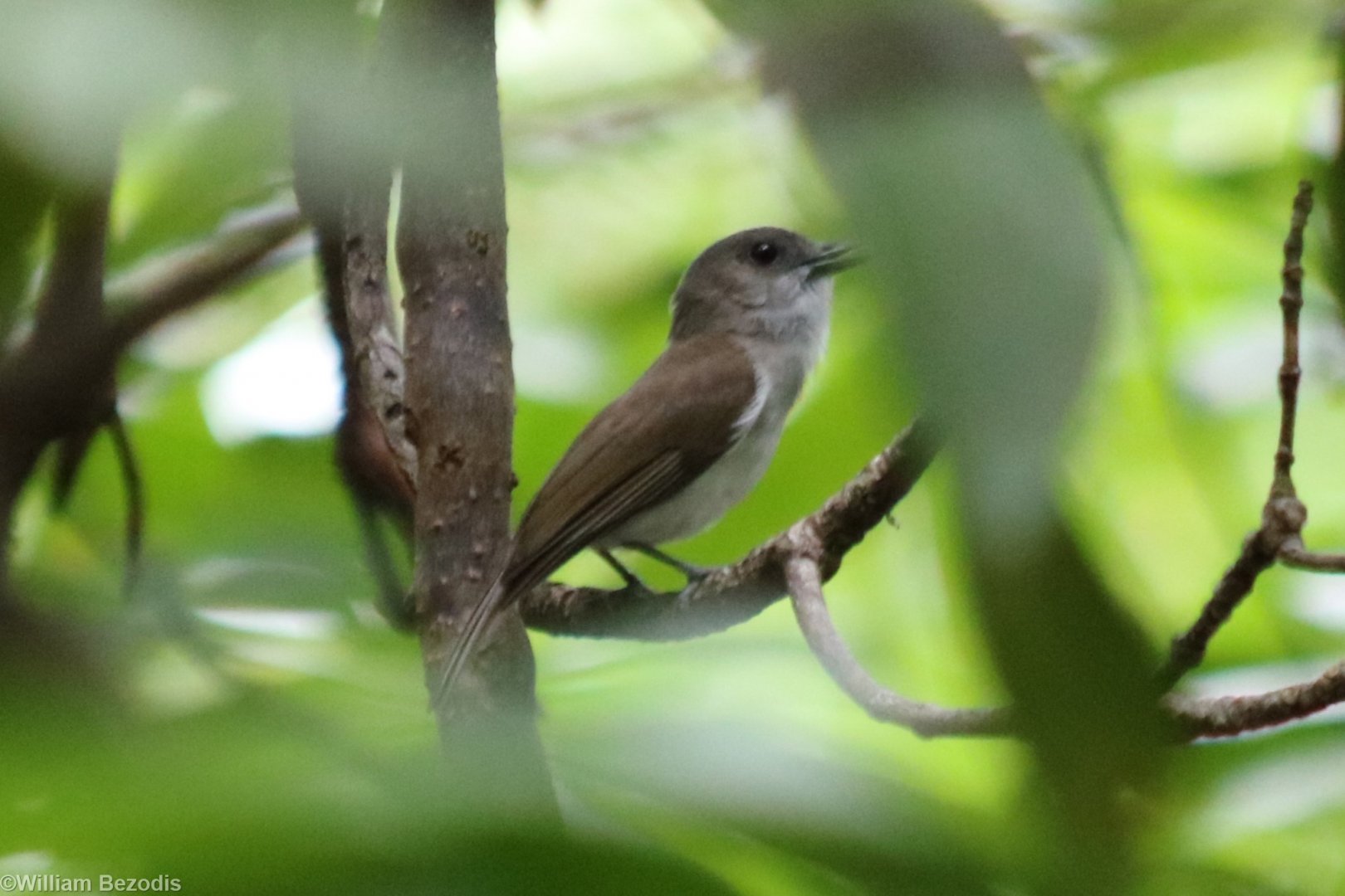 Mangrove Whistler - Siberut