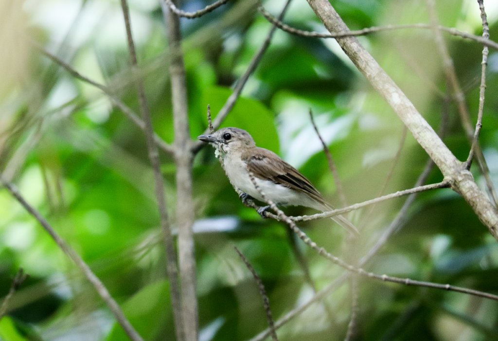 Mangrove Whistler