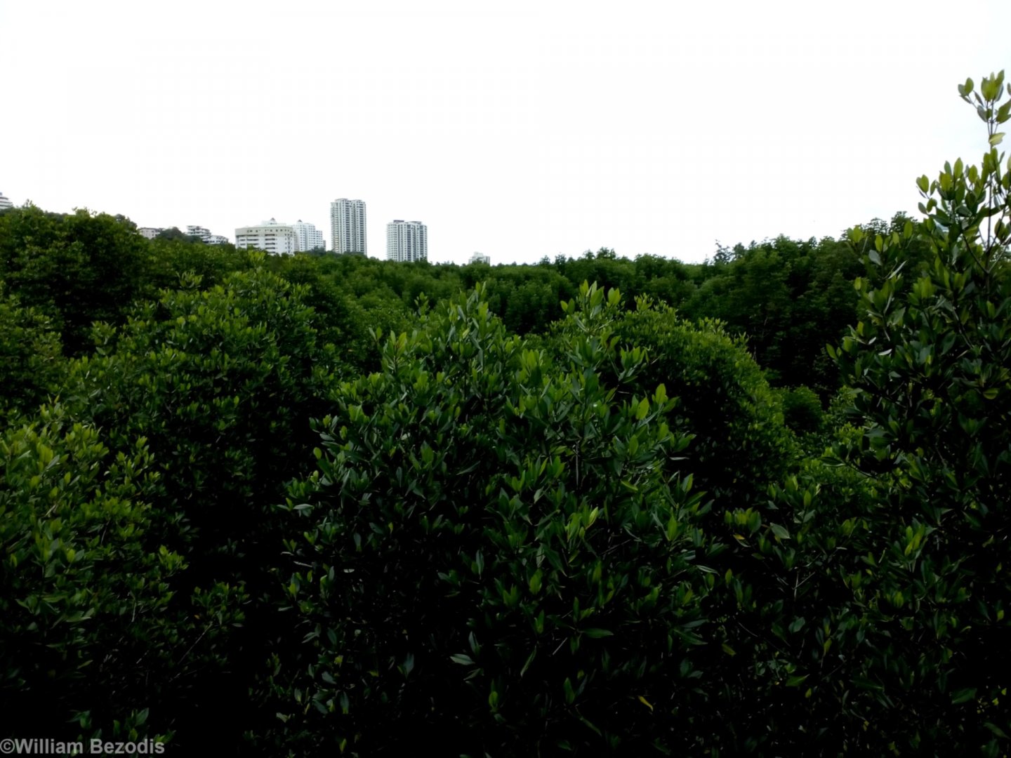 Mangroves and the KK City