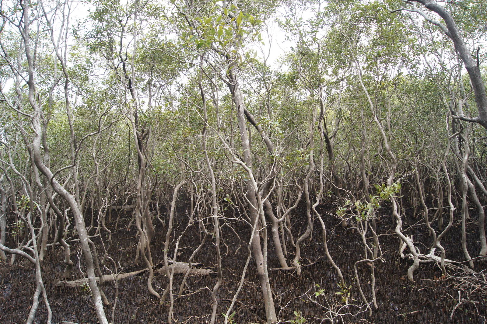 Mangroves in front of David Fleay Wildlife Park