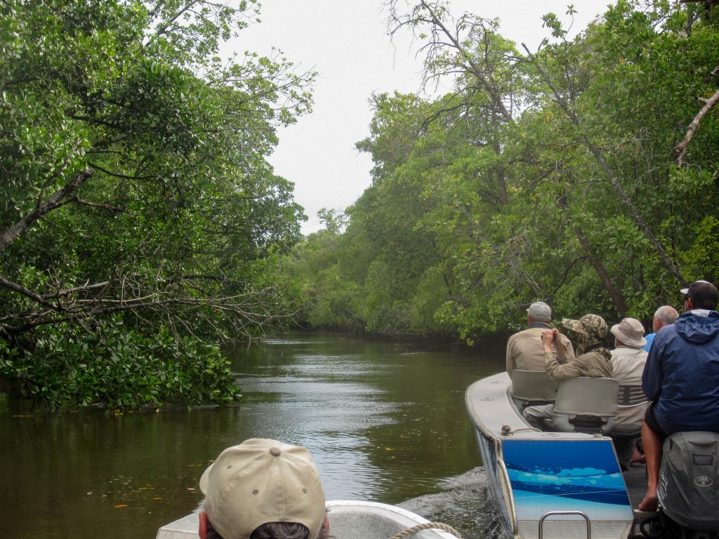 Mangroves on Saibai
