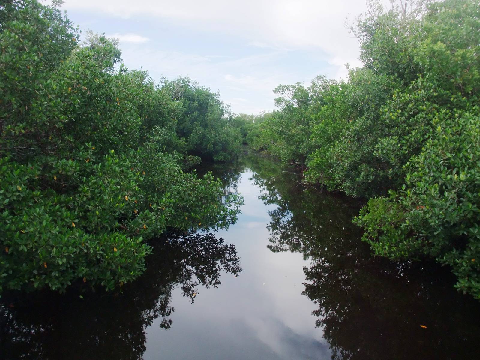 Mangroves, Punta Gorda, October 2013
