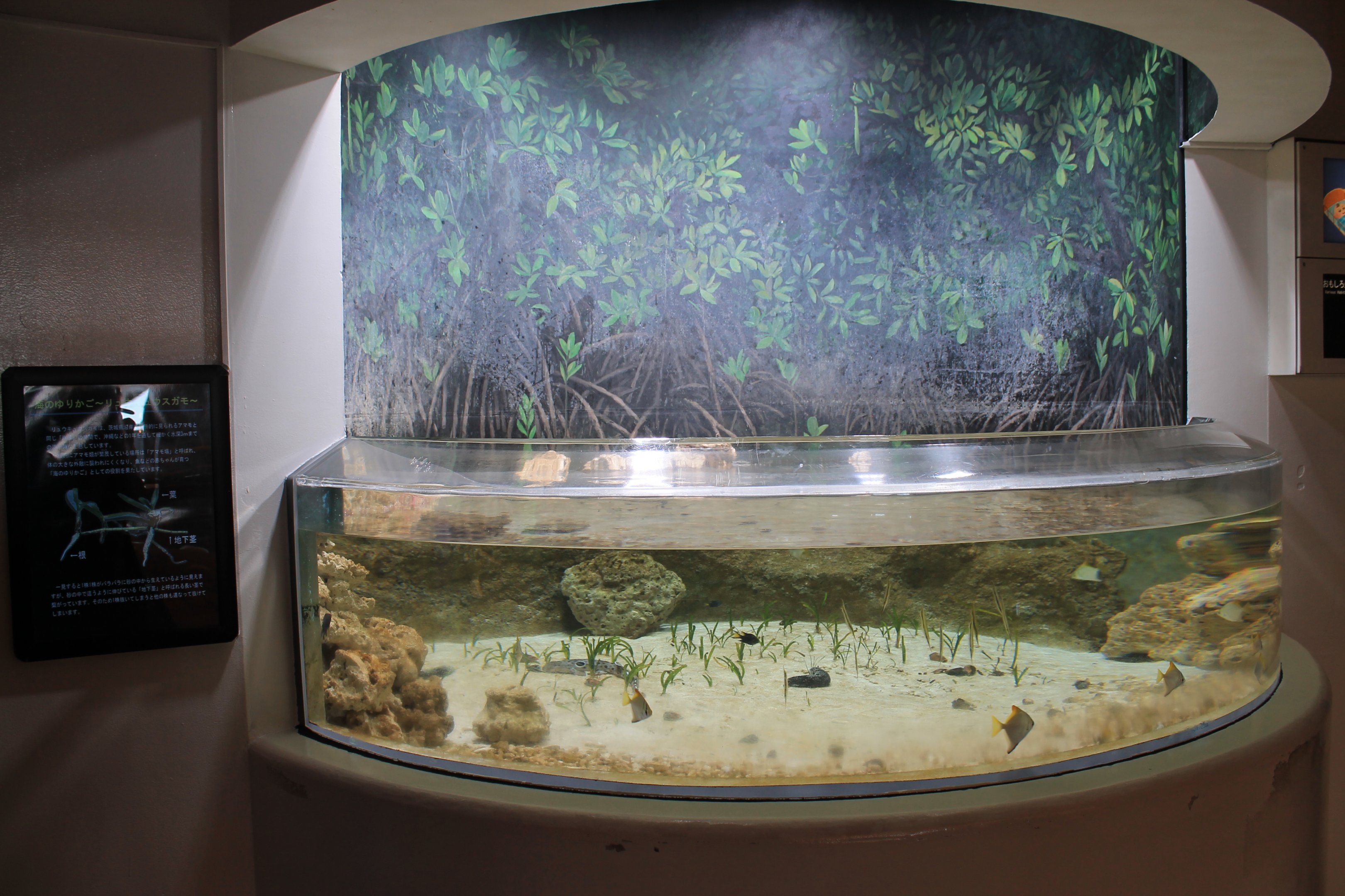 mangroves tank