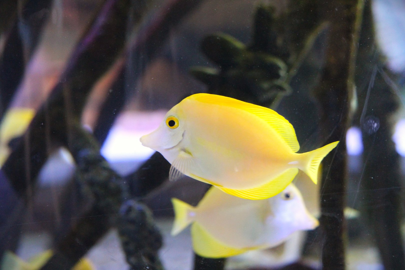 Mangroves - Yellow Tang