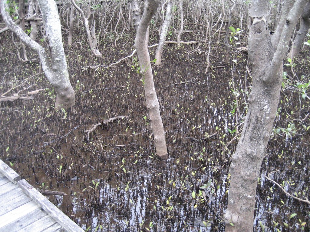 Mangroves