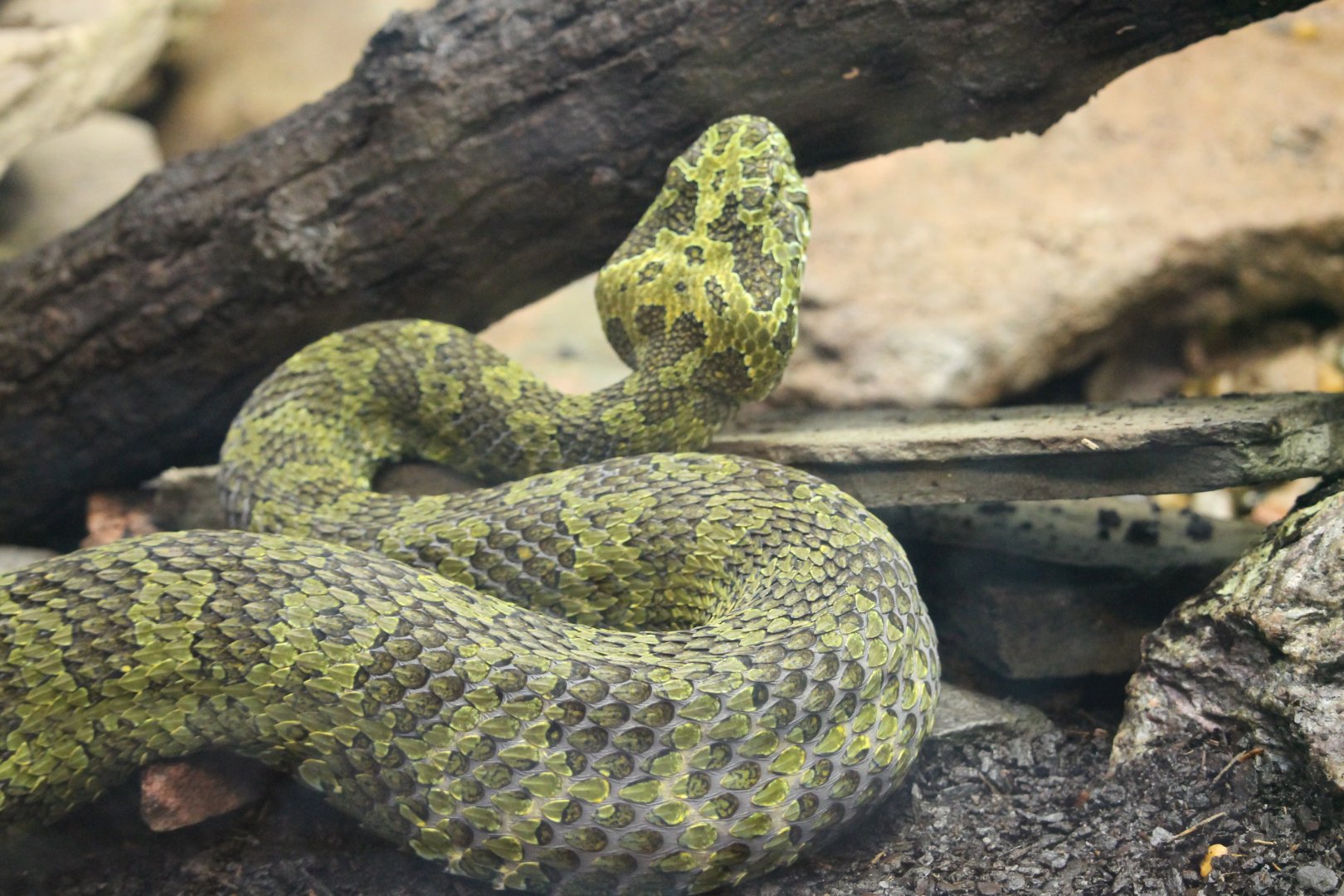 Mangshan mountain viper (Protobothrops mangshanensis)