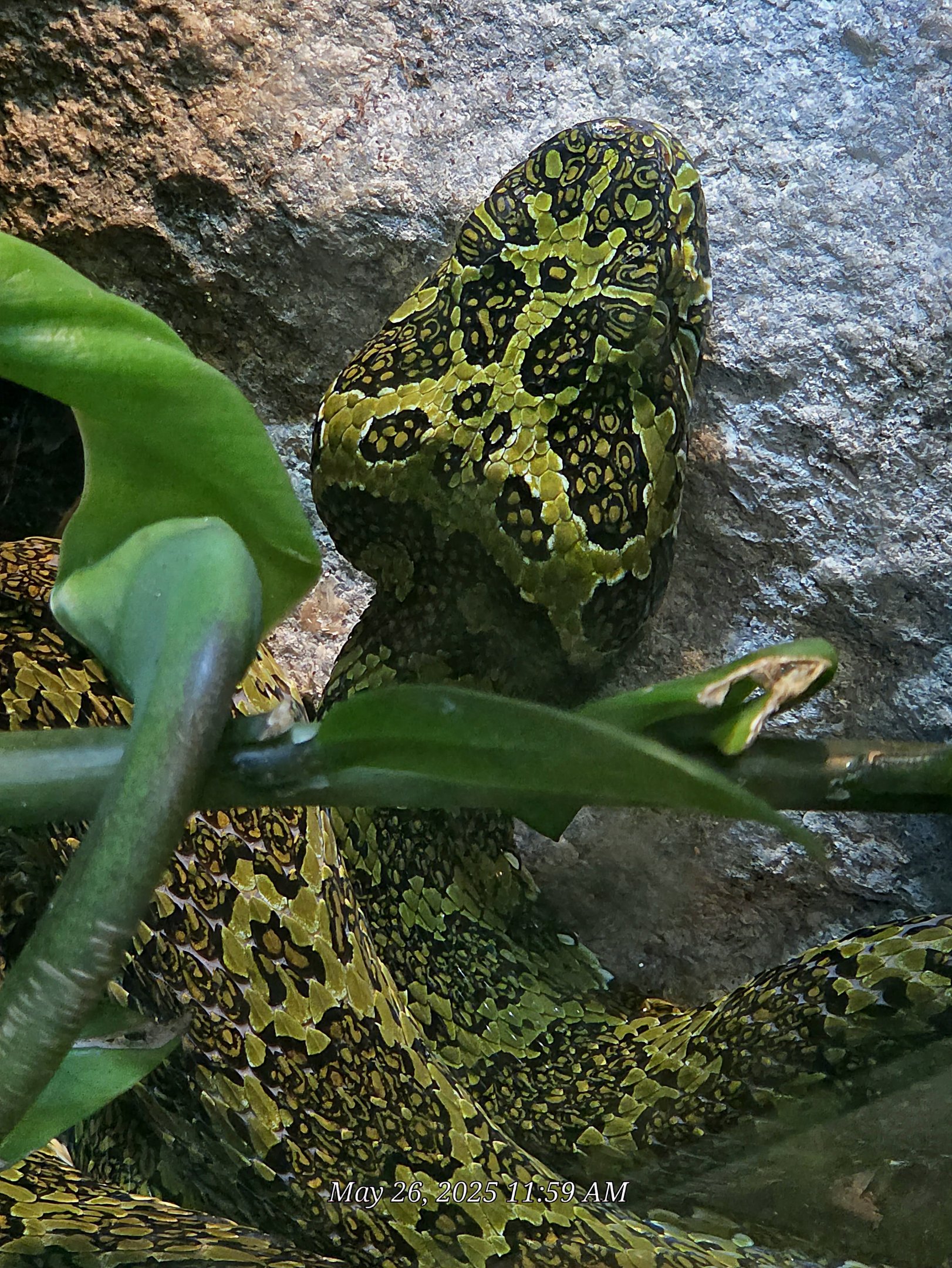 Mangshan Mountain Viper  - Riverbanks Zoo