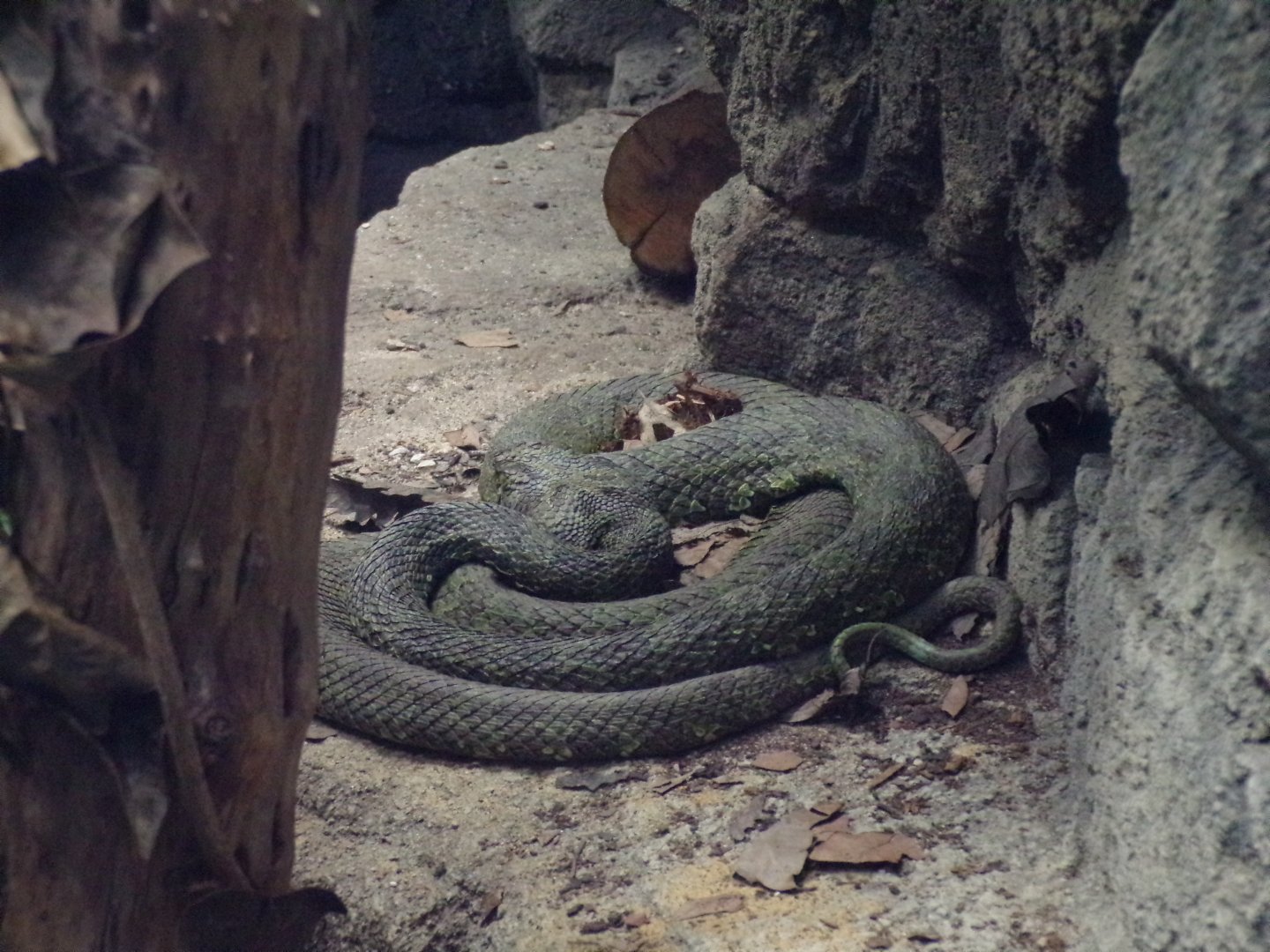 Mangshan pit viper 11.2.25