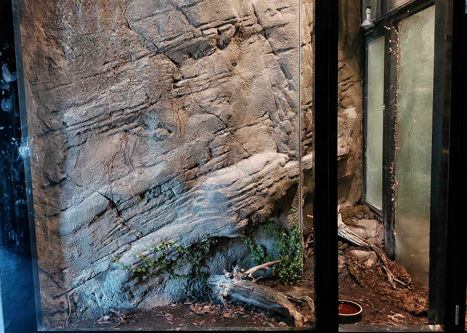 Mangshan pit viper exhibit