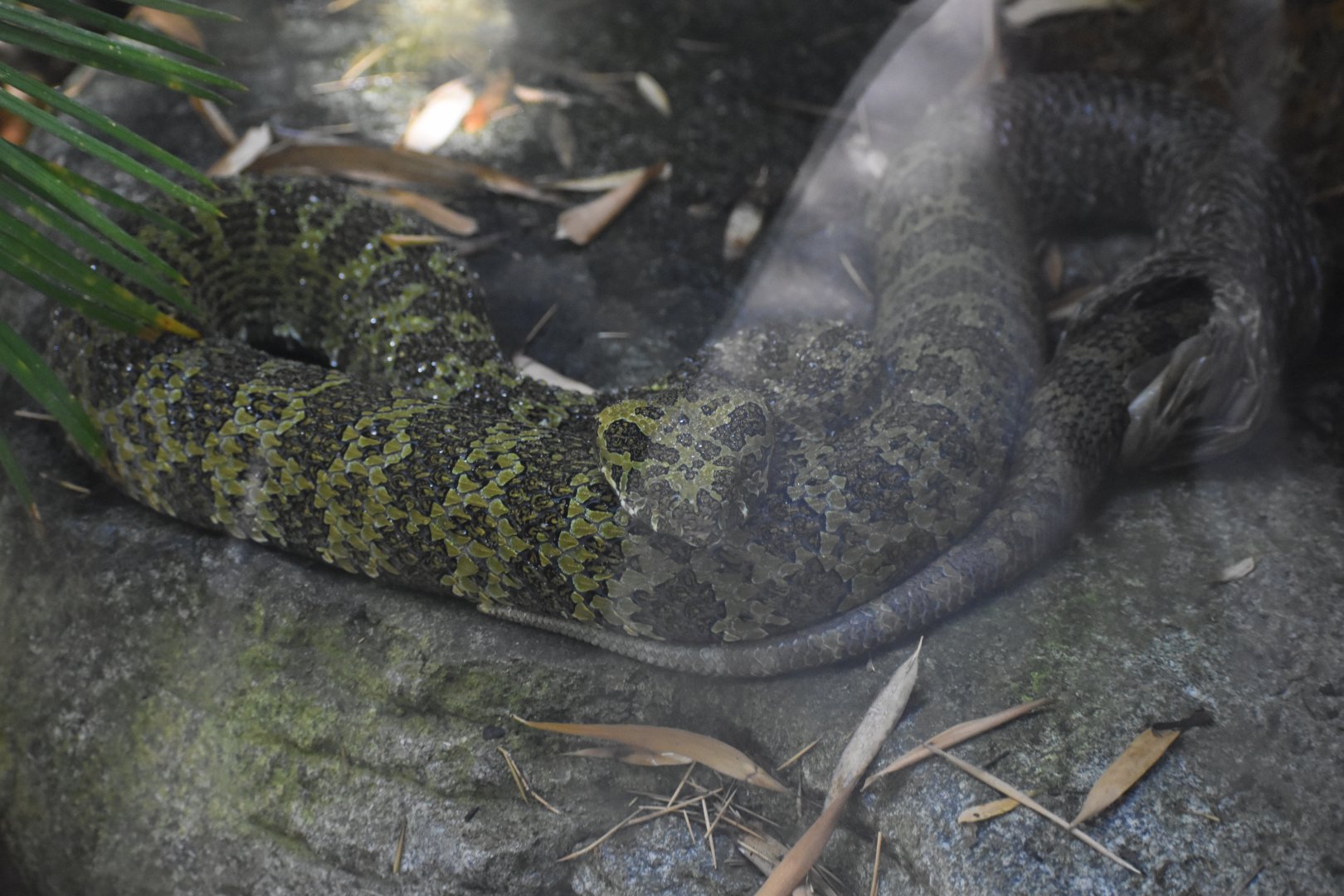 Mangshan Pit Viper (Freshly Shed)