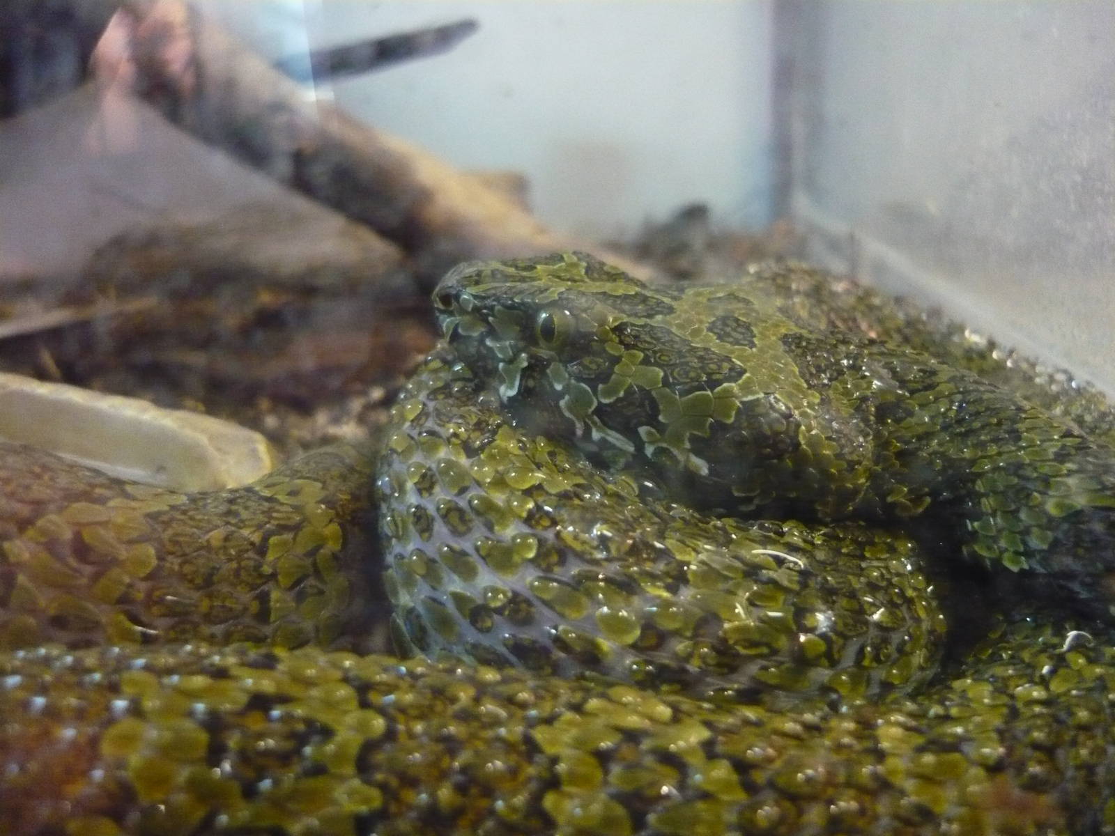 Mangshan pit viper (Protobothrops mangshanensis)