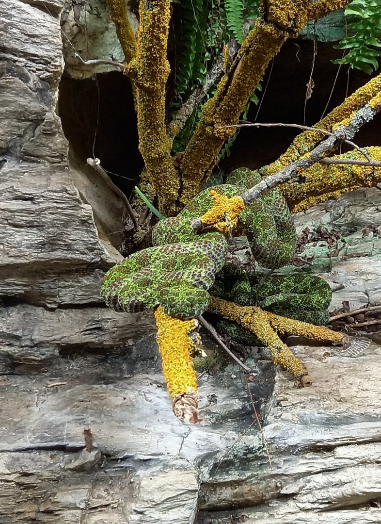 Mangshan pit viper - Protobothrops mangshanensis