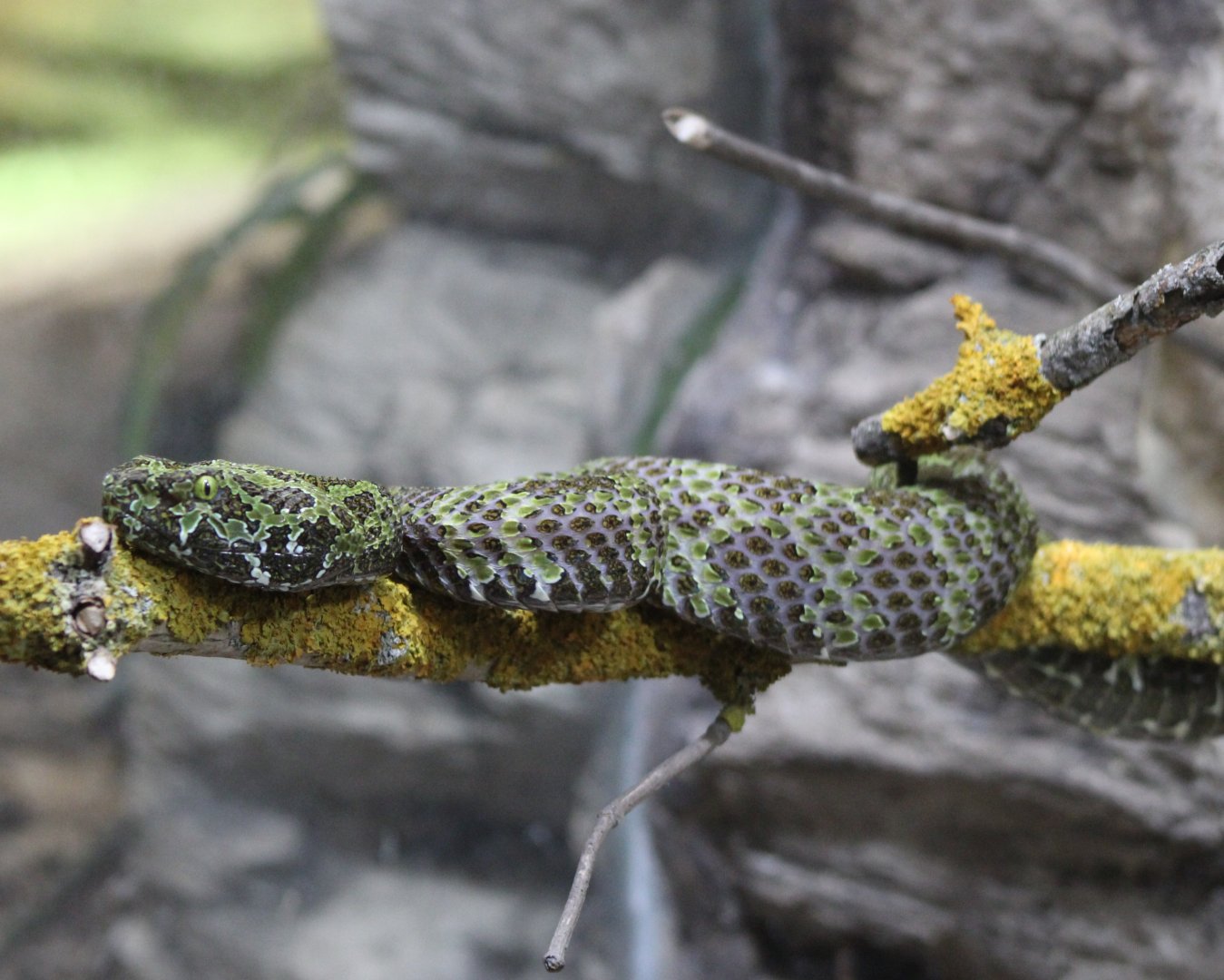 Mangshan pit viper - Protobothrops mangshanensis