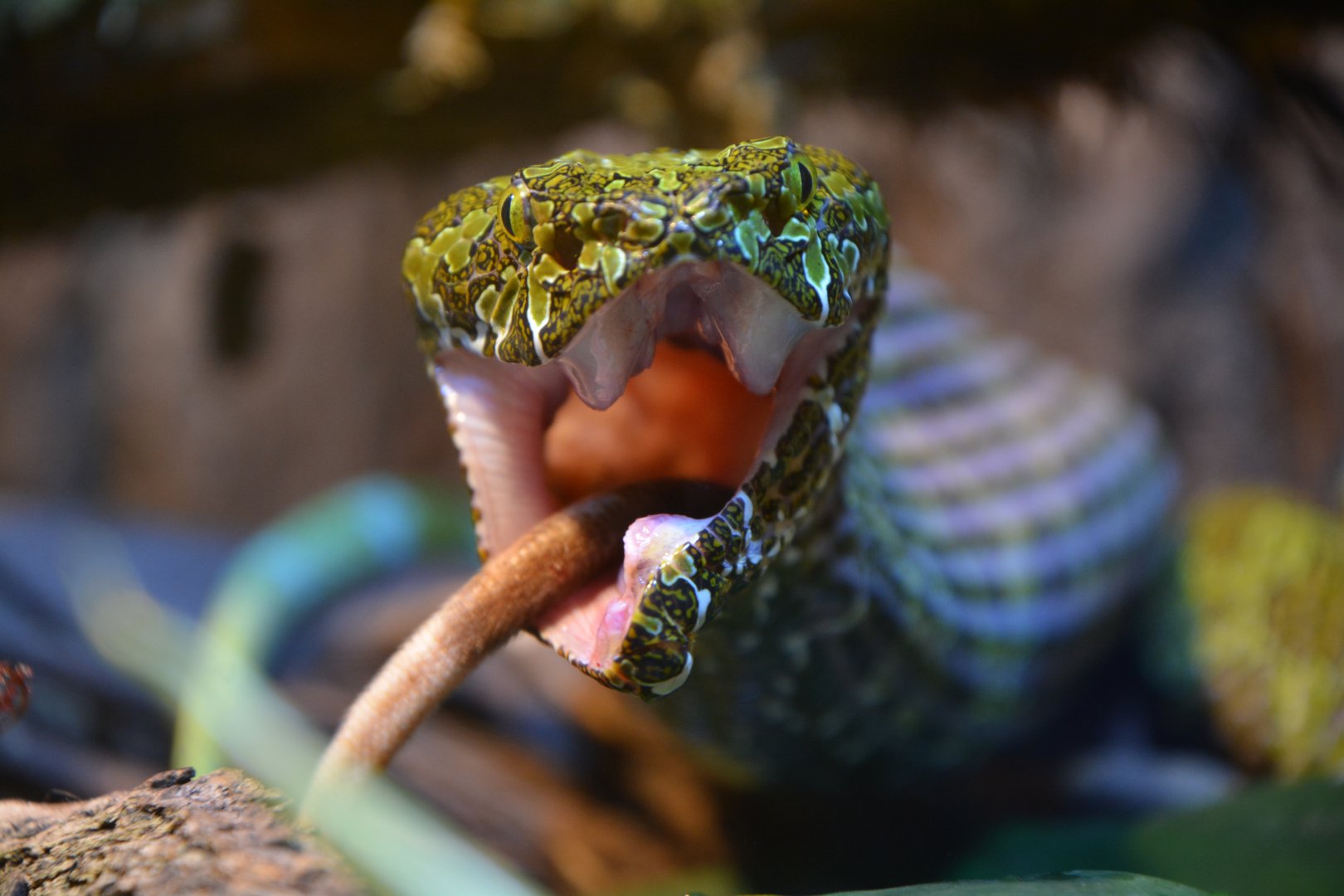 Mangshan pit viper (Protobothrops mangshanensis)