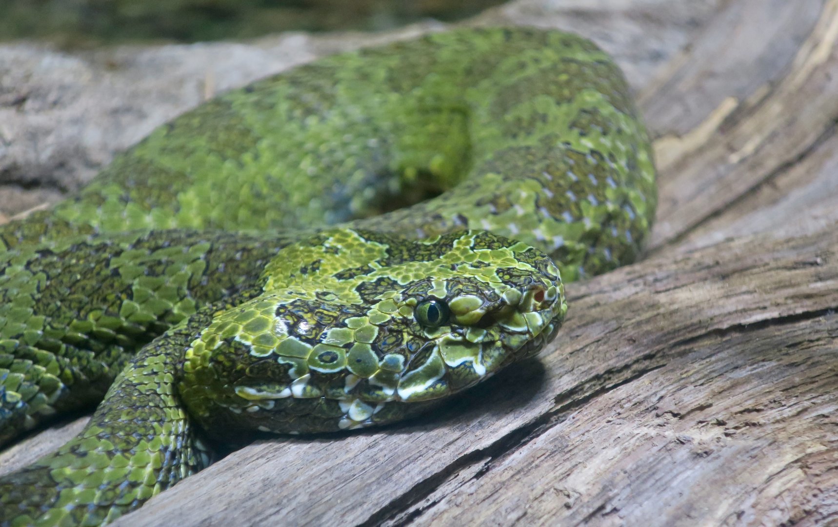 Mangshan Pit Viper (Protobothrops mangshanensis)