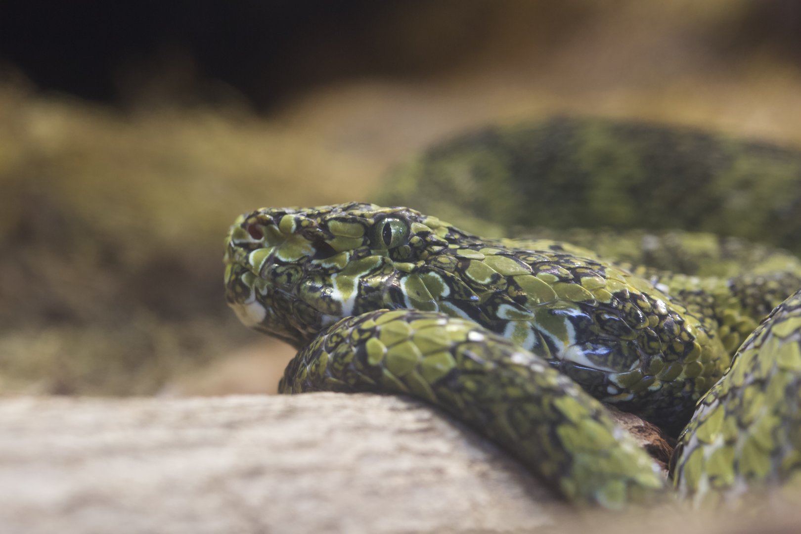 Mangshan pit viper/ Protobothrops mangshanensis