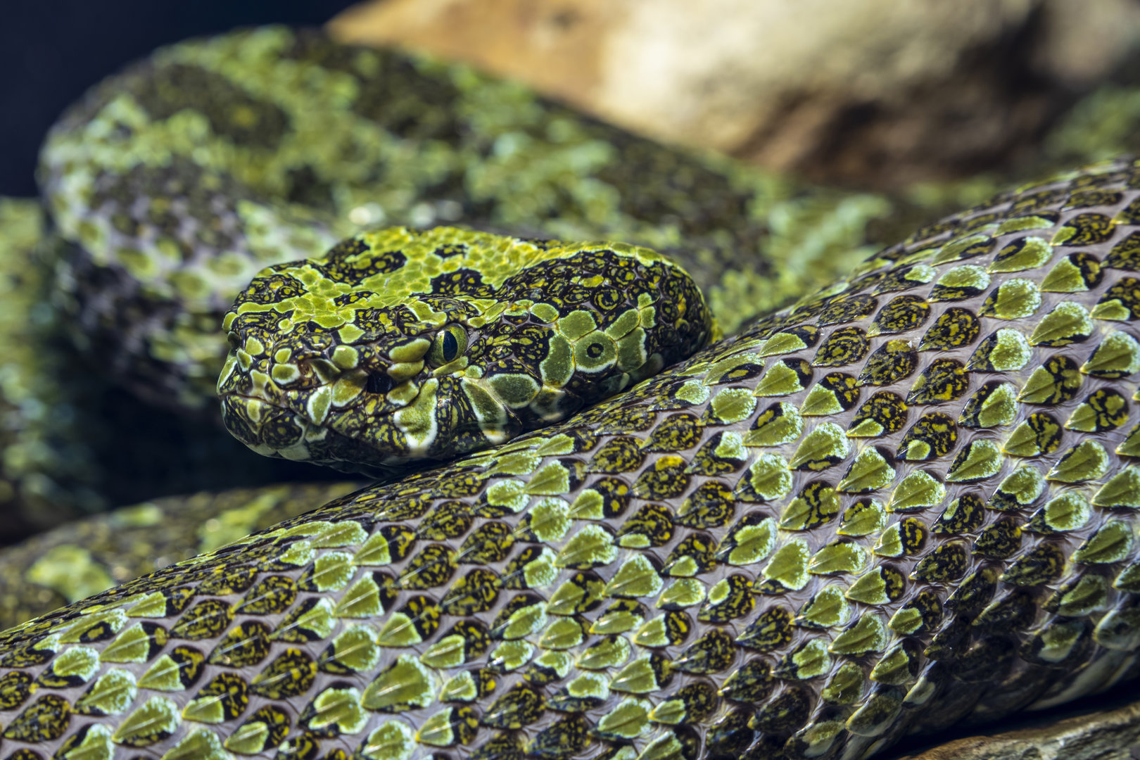 Mangshan pit viper (Protobothrops mangshanensis)