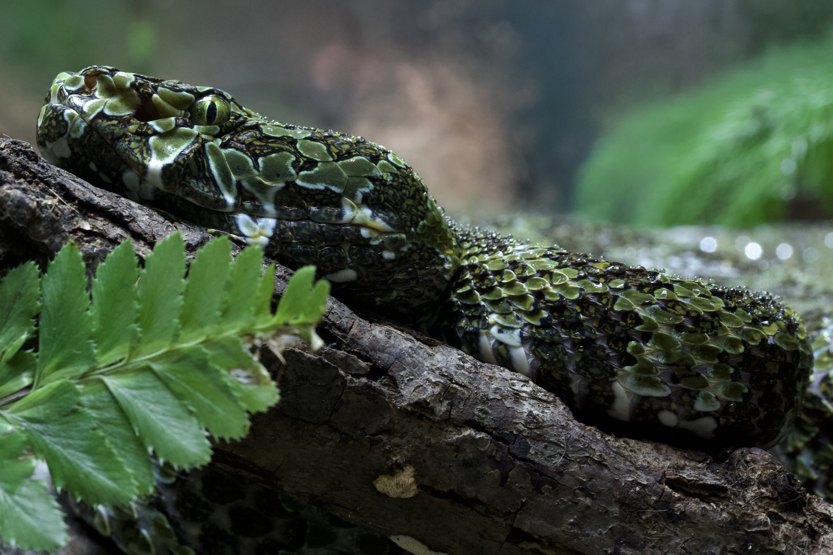Mangshan Pit Viper/ Protobothrops mangshanensis