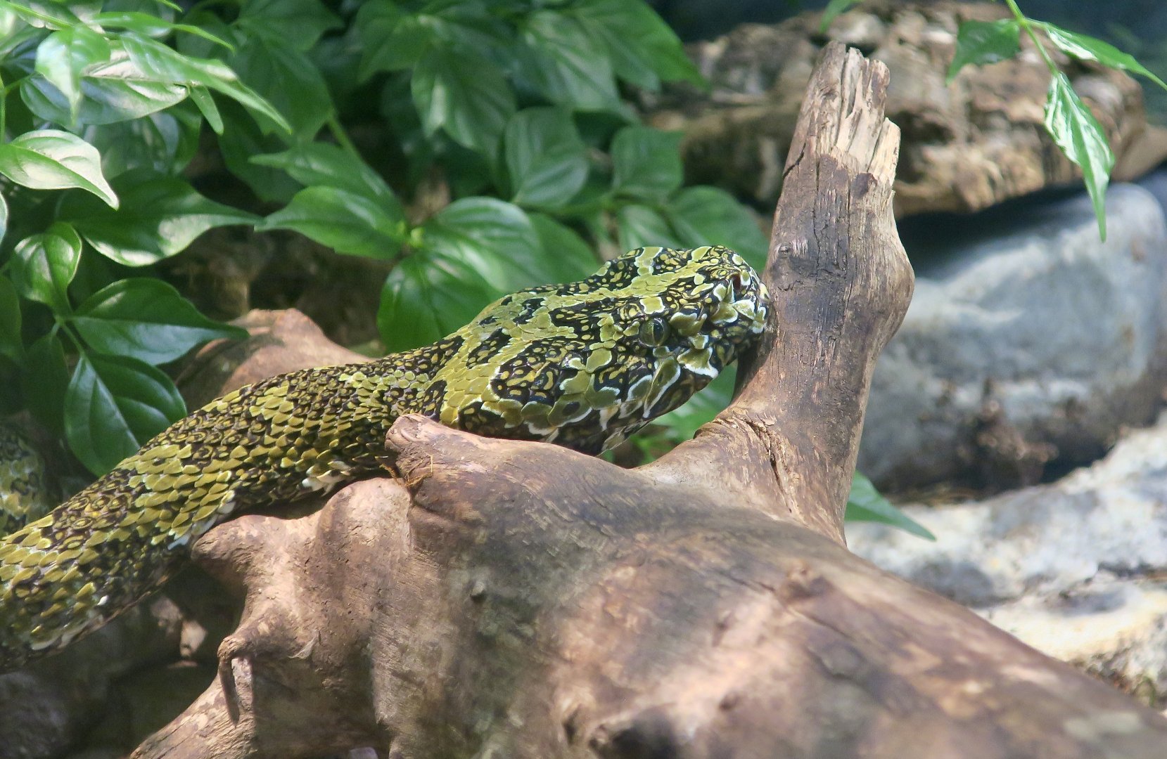 Mangshan Pit Viper (Protobothrops mangshanensis)