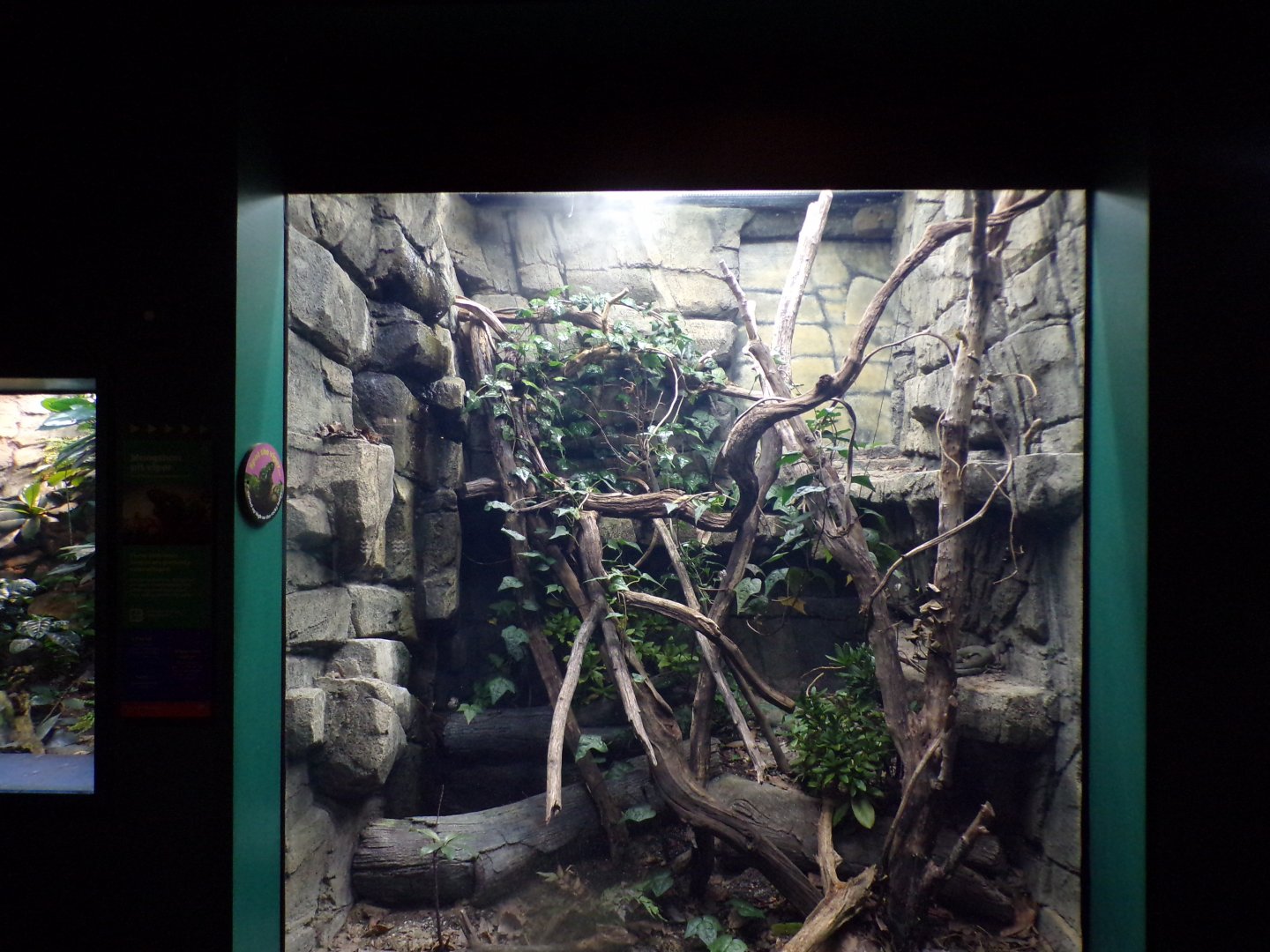 Mangshan pit viper terrarium 11.2.25