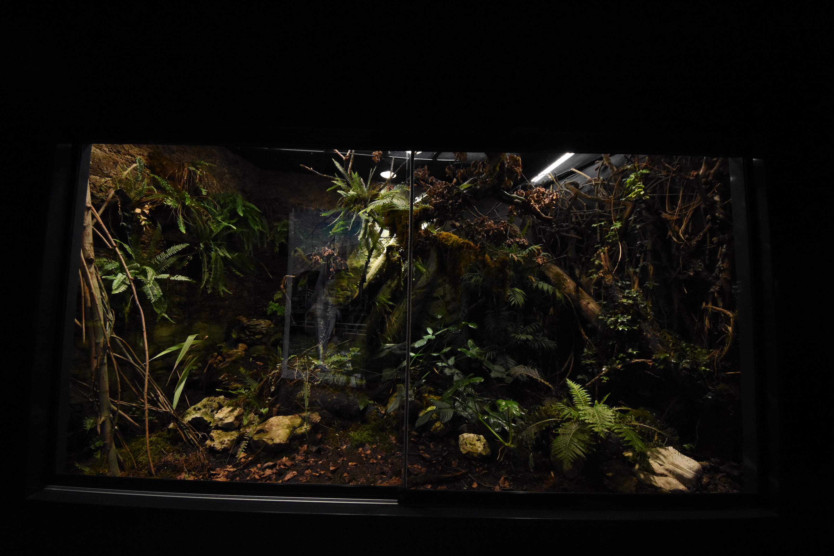 Mangshan pit viper terrarium