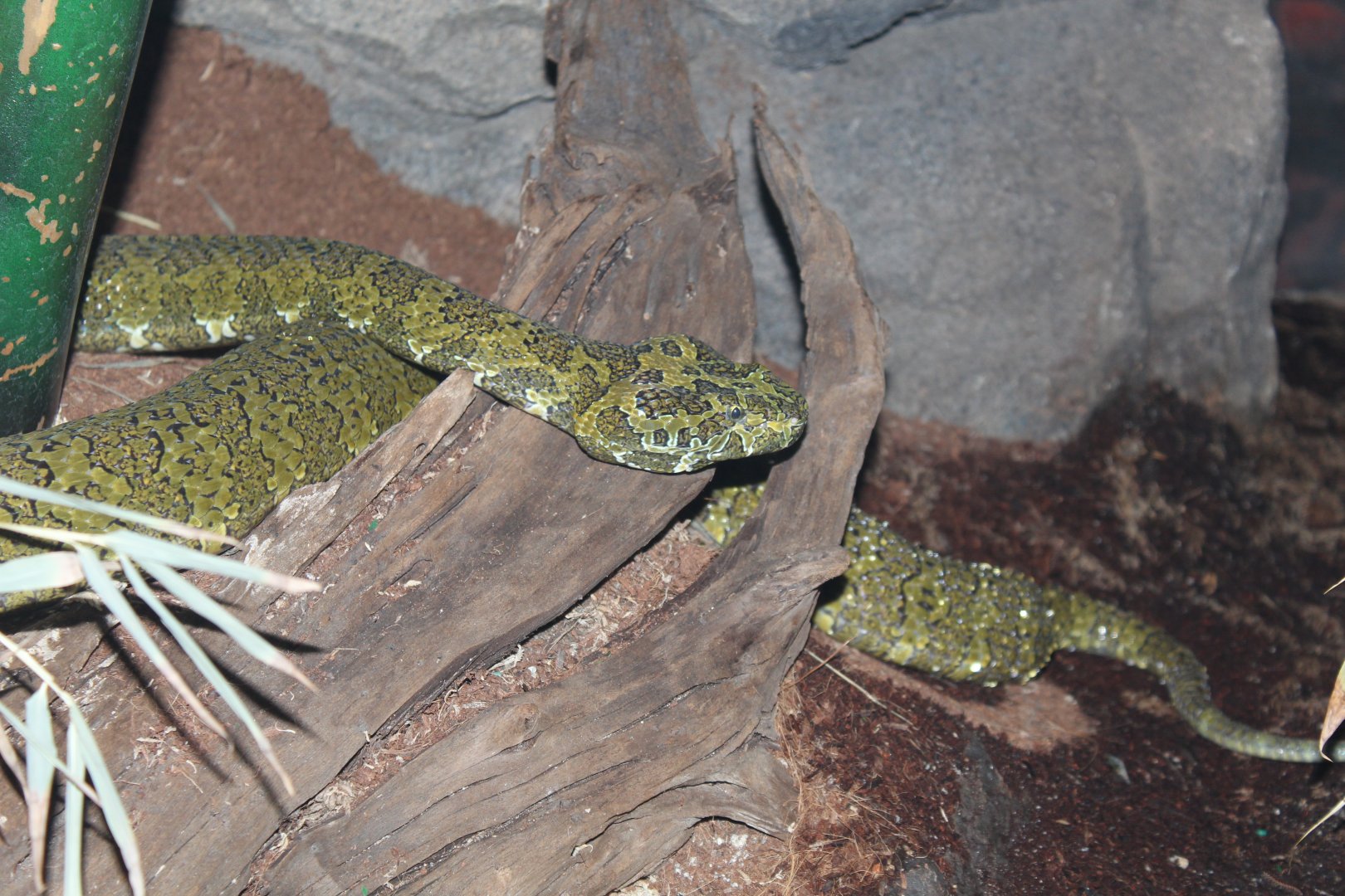 Mangshan Pit Viper