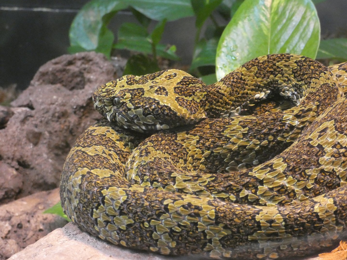 Mangshan Pit Viper