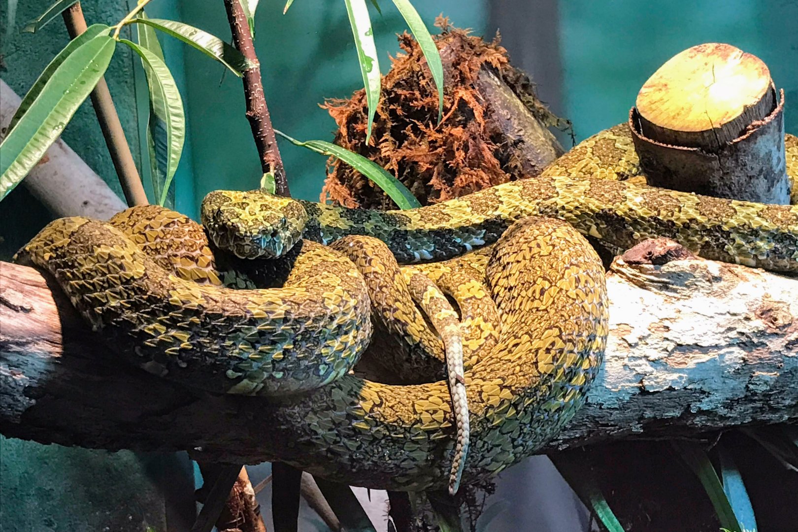 Mangshan Pit Viper