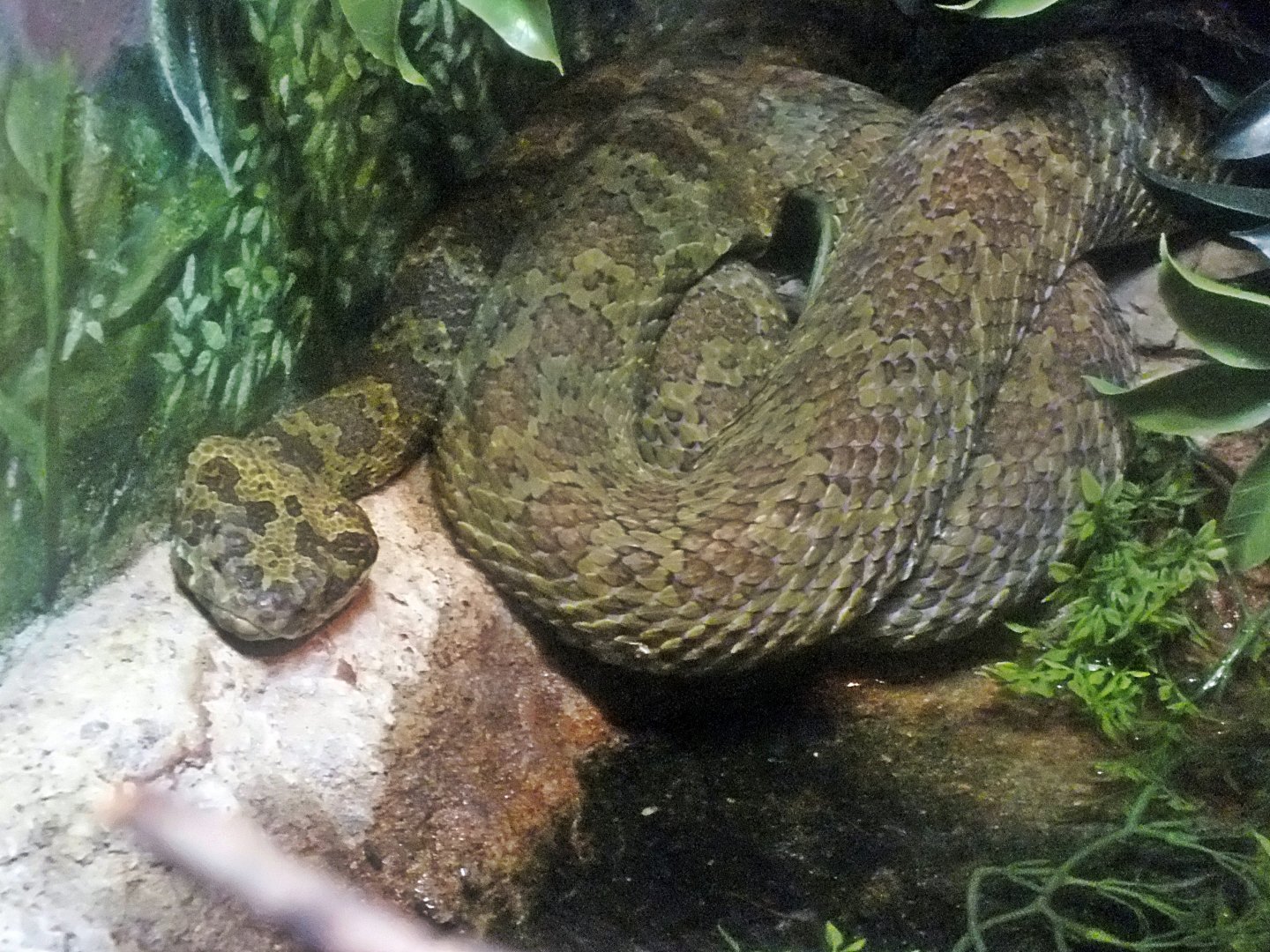 Mangshan pit viper