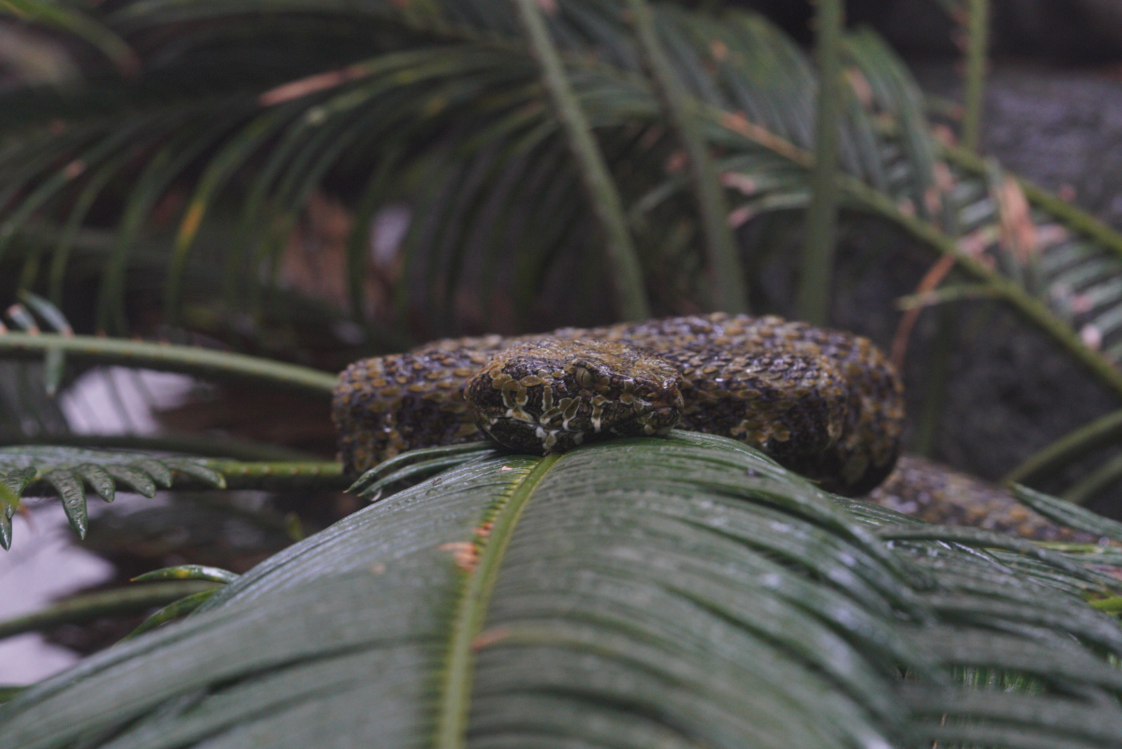 Mangshan Pit Viper