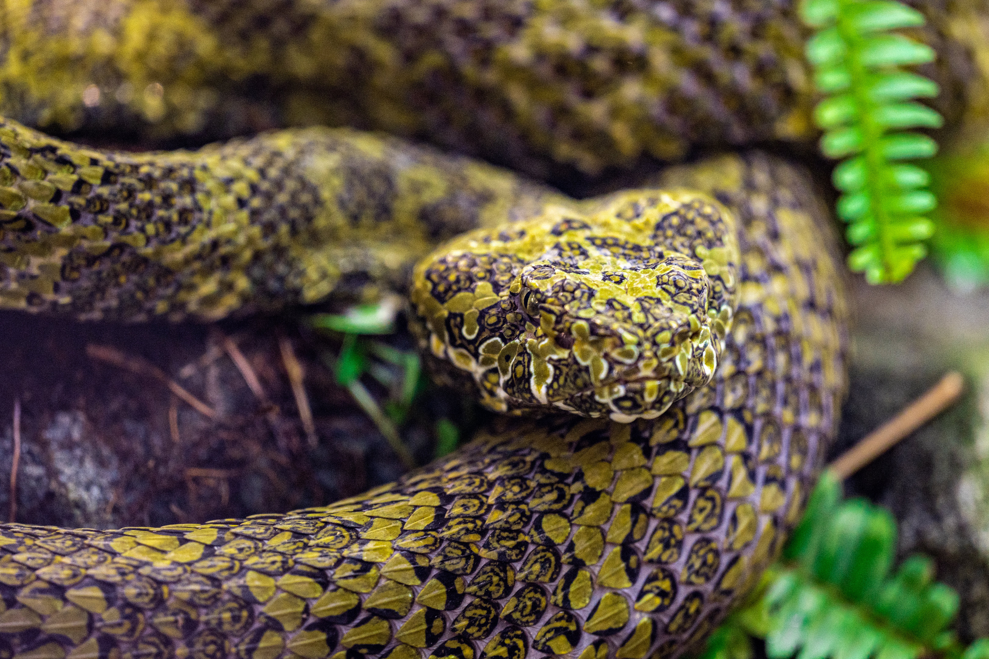 Mangshan Pit Viper