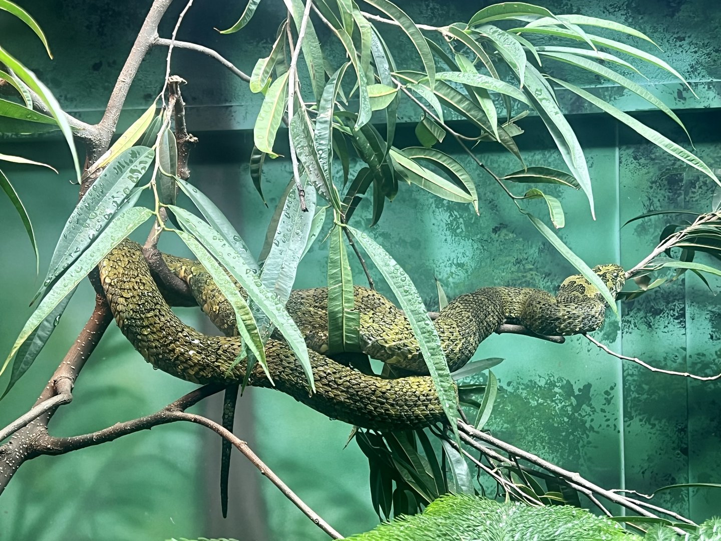 Mangshan Pit Viper