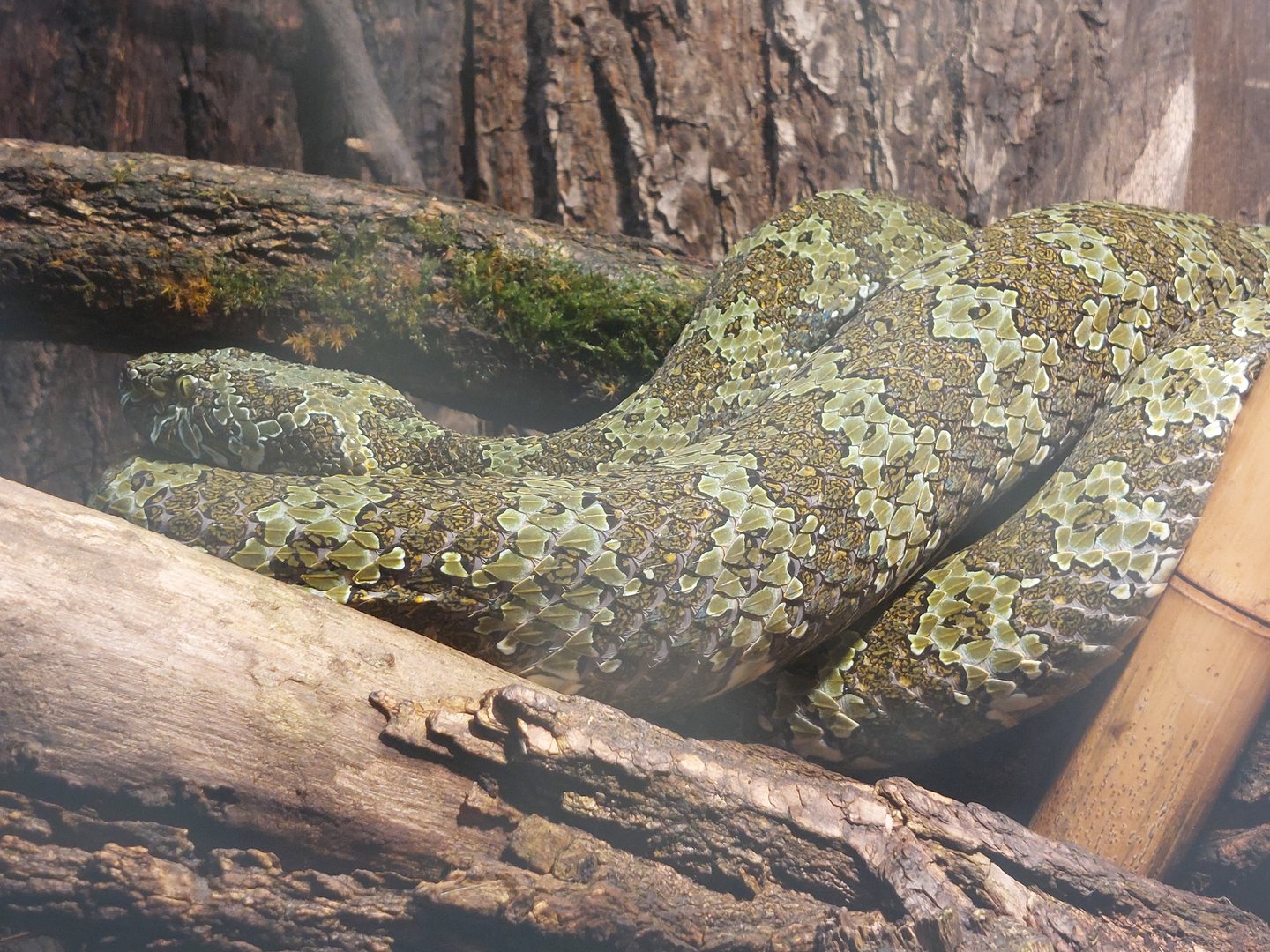 Mangshan pit viper