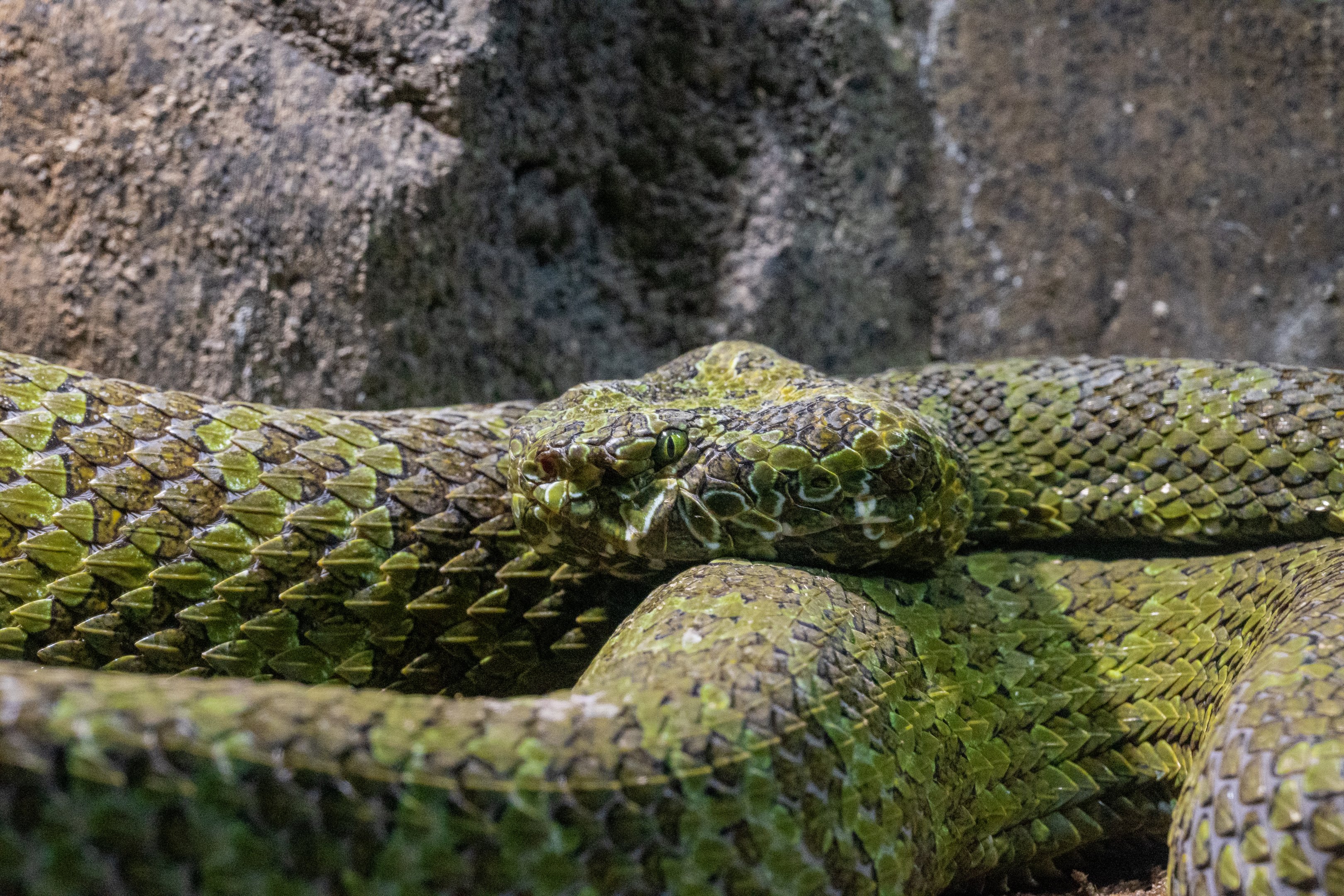 Mangshan Pit Viper