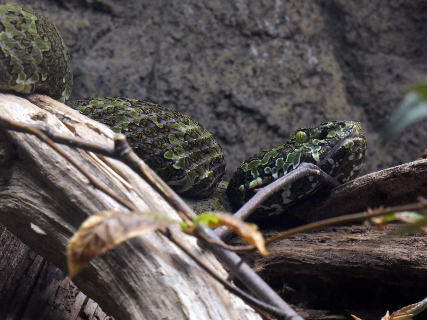 Mangshan pit viper